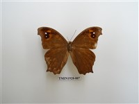 藏品(暮眼蝶)的圖片